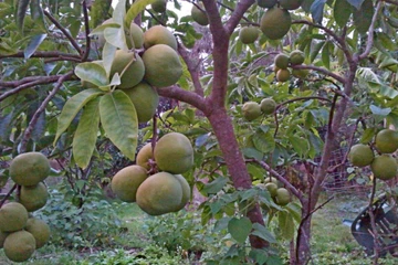 Сапота Сапота