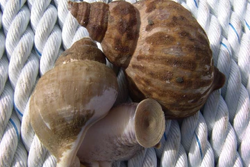 Трубач, моллюск