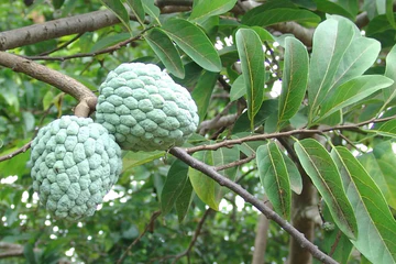 Сахарные яблоки (анона) Сахарные яблоки (анона)