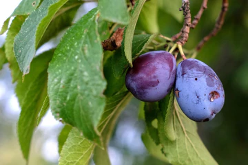 Слива Слива