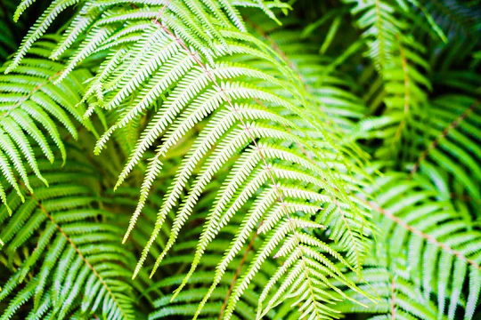 Папоротник Папоротник