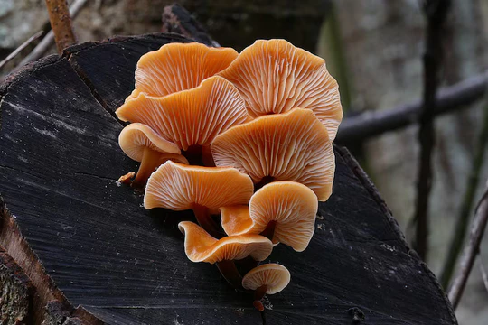 Гриб древесный Гриб древесный