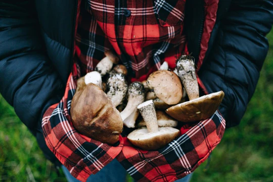 Какие грибы собирать в августе: что съедобно и как не ошибиться Какие грибы собирать в августе: что съедобно и как не ошибиться