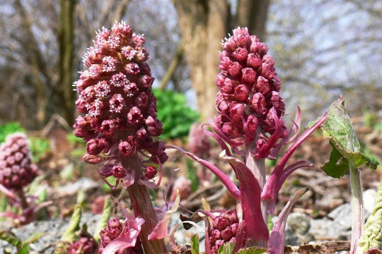 Белокопытник Белокопытник