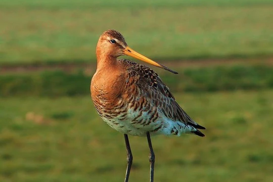 На прилавках магазинов может появиться водка «Сукалень» На прилавках магазинов может появиться водка «Сукалень»