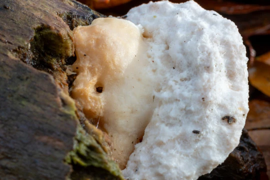 Биологи обнаружили самое горькое вещество в мире Биологи обнаружили самое горькое вещество в мире