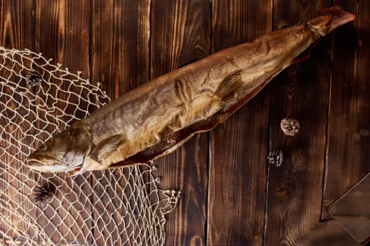 Таймень Таймень