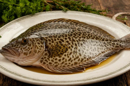 Тюрбо (палтус европейский) Тюрбо (палтус европейский)