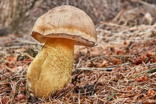 Начнем с простого — всем известного белого гриба (боровика). Но есть загвоздка, у него есть опасный двойник. Угадайте, какой гриб на картинке: истинный или ложный?