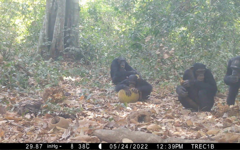 Шимпанзе вместе едят забродившие фрукты для укрепления социальных связей