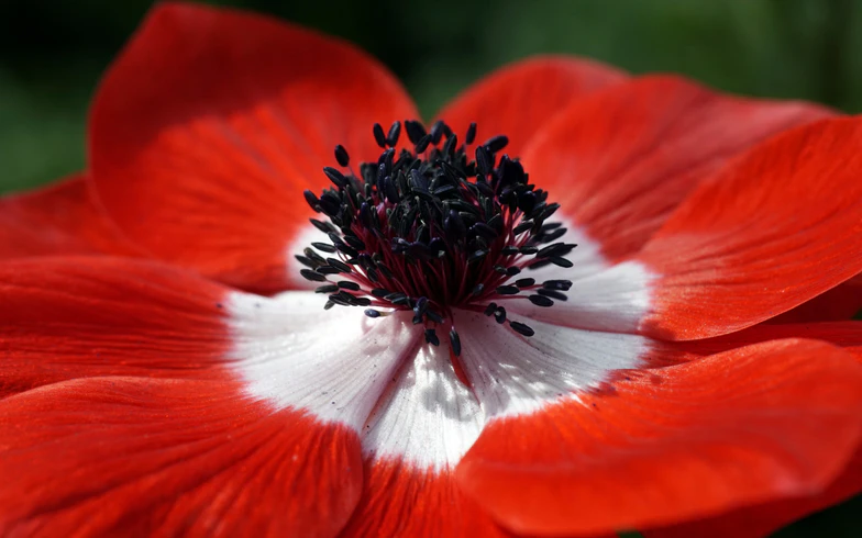 Маков день – традиции и современность