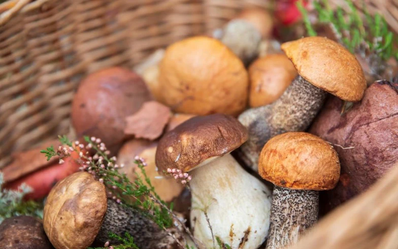 Тест: съедобный или несъедобный гриб?