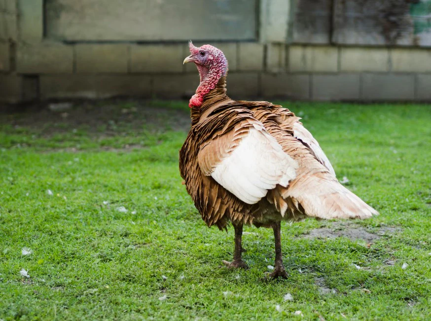 Индейка / Источник: freepik.com