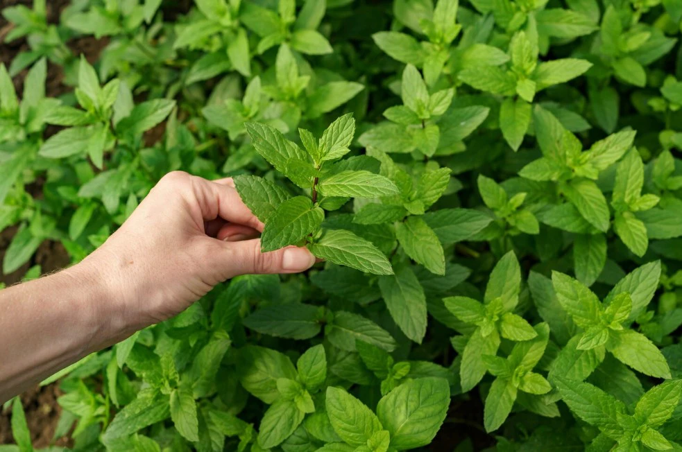 Мята в саду / Источник: freepik.com, автор: ArthurHidden